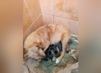 ARIZONA- ein zartes Seelchen sucht liebevolle, fürsorgliche Für-immer-Familie