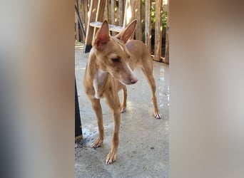 ELSA-liebevolles, zärtliches, kontaktfreudiges Mädchen sucht liebevolles Für-immer-Zuhause