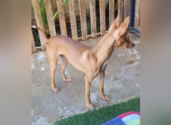 ELSA-liebevolles, zärtliches, kontaktfreudiges Mädchen sucht liebevolles Für-immer-Zuhause
