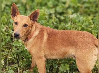 POLLOCK-verschmuster, anhänglicher, liebevoller Bub sucht sehnsüchtig liebevolles Zuhause