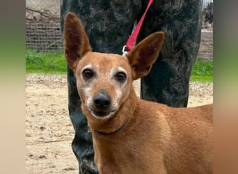 ZUMA-liebevoller Podenco mit großem Herz sucht sein Zuhause für immer