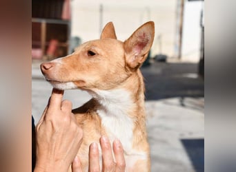 CANELO- wartet in 83146 Surheim auf liebevolles Zuhause