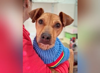 CANELA.fröhliches, lebensbeahendes, verschmustes Mädchen sucht ihr Für-Immer-Zuhause