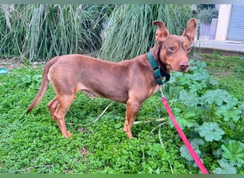 TOCHO- wartet ab 18.4.26 in 88662 Überlingen