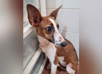 Bezaubernde FANI- kleine, zarte Fee sucht ihr liebevolles "Für-immer-Zuhause