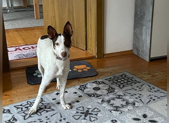 LUCY-wartet in 76756 Bellheim-sanfte Seele mit großem Herzen sucht liebeolles Für-immer-Zuhause