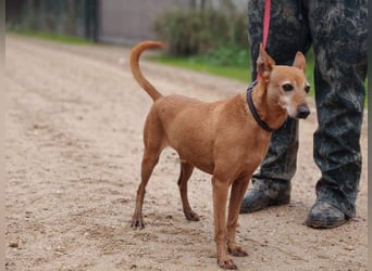 ZUMA-liebevoller Podenco mit großem Herz sucht sein Zuhause für immer