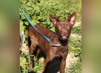 Zuckersüße TIFFANY-sucht liebevolles Für-immer-Zuhause