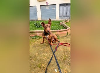 TOCHO- wartet ab 18.4.26 in 88662 Überlingen