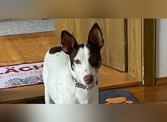 LUCY-wartet in 76756 Bellheim-sanfte Seele mit großem Herzen sucht liebeolles Für-immer-Zuhause