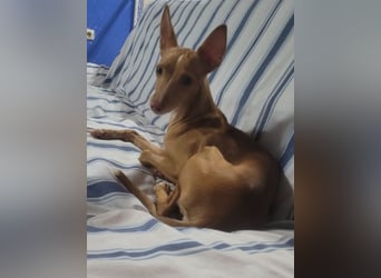 ELSA-liebevolles, zärtliches, kontaktfreudiges Mädchen sucht liebevolles Für-immer-Zuhause