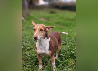 NAYA-braucht dringend wieder eine liebevolle, aktive Familie. Sie ist