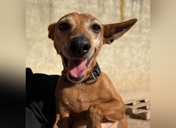 ZUMA-liebevoller Podenco mit großem Herz sucht sein Zuhause für immer