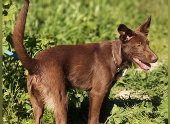 Zuckersüße TIFFANY-sucht liebevolles Für-immer-Zuhause