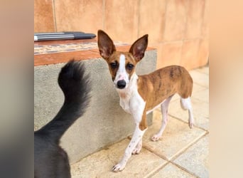 Bezaubernde FANI- kleine, zarte Fee sucht ihr liebevolles "Für-immer-Zuhause