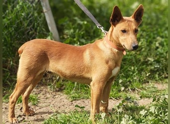 POLLOCK-verschmuster, anhänglicher, liebevoller Bub sucht sehnsüchtig liebevolles Zuhause