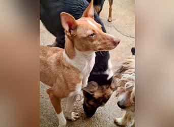 Zuckersüße FRIDA wartet sehnsüchtig auf ihr liebevolles Für-immer-Zuhause