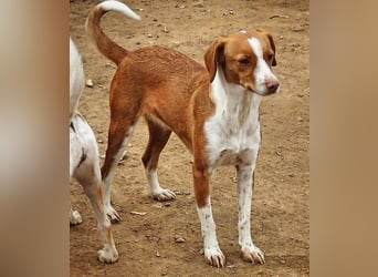 FINTIS- freundliches, bewegungsfreudiges, etwas schüchternes Mädchen sucht ihr liebevolles Zuhause