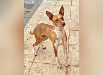 Zuckersüße FRIDA wartet sehnsüchtig auf ihr liebevolles Für-immer-Zuhause