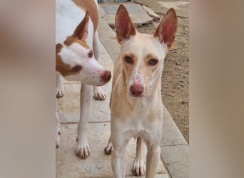 ARENA-sehr liebes, zartes, schüchternes Mädchen wartet auf ihre liebevolle Familie