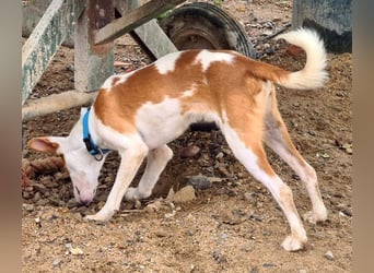 Zuckersüßer DEXTER-sanfter, zärtlicher, sensibel, neugierig, verspielte Bub sucht  Für-immer-Zuhause