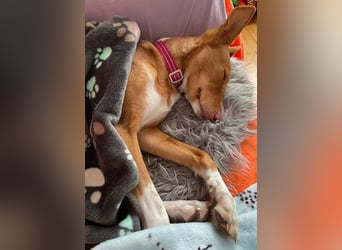 ZOEY-wartet sehnsüchtig auf Pflegestelle in 76756 Bellheim auf ihr Für-immer-Zuhause, gerne mit Lucy