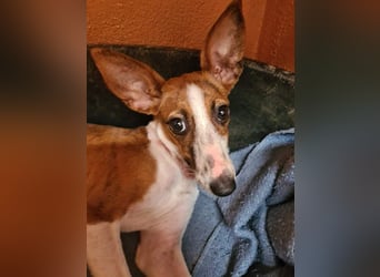 Bezaubernde FANI- kleine, zarte Fee sucht ihr liebevolles "Für-immer-Zuhause