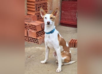 Zuckersüßer DEXTER-sanfter, zärtlicher, sensibel, neugierig, verspielte Bub sucht  Für-immer-Zuhause