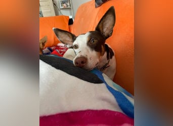 LUCY-wartet in 76756 Bellheim-sanfte Seele mit großem Herzen sucht liebeolles Für-immer-Zuhause