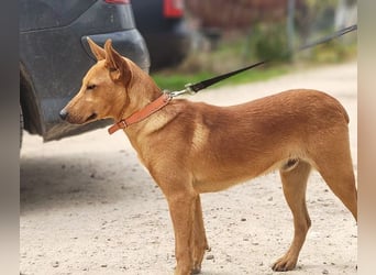 POLLOCK-verschmuster, anhänglicher, liebevoller Bub sucht sehnsüchtig liebevolles Zuhause