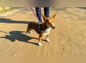 NAYA-braucht dringend wieder eine liebevolle, aktive Familie. Sie ist