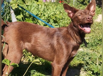 Zuckersüße TIFFANY-sucht liebevolles Für-immer-Zuhause