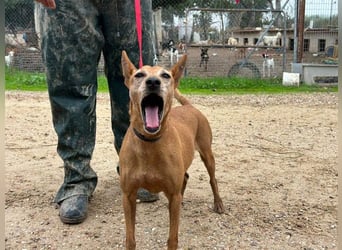 ZUMA-liebevoller Podenco mit großem Herz sucht sein Zuhause für immer