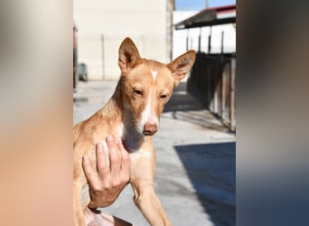 CANELO- wartet in 83146 Surheim auf liebevolles Zuhause