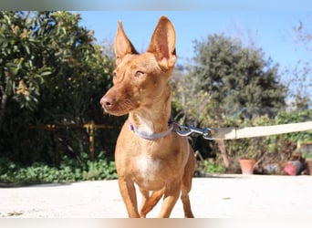 INMA-braucht dringend eine Familie der sie für den Rest ihres Lebens vertrauen kann