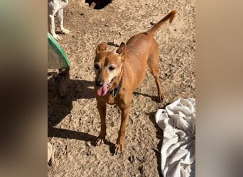 ZUMA-liebevoller Podenco mit großem Herz sucht sein Zuhause für immer