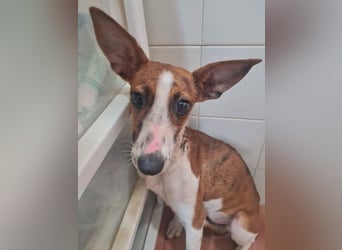 Bezaubernde FANI- kleine, zarte Fee sucht ihr liebevolles "Für-immer-Zuhause