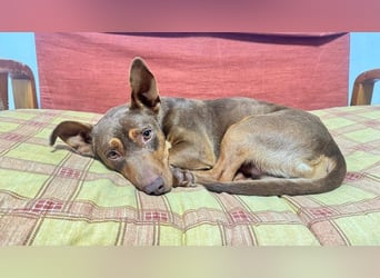 TOCHO- wartet ab 18.4.26 in 88662 Überlingen