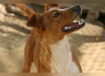 CANELA-jung, dynamisch, verschmust und auf der Suche nach leibevollem Für-immer-Zuhause