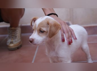 Mini – feiert Welpenparty und will noch viel lernen