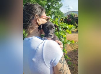 MINNESOTA-eine Herzensbrecherin sucht liebevolles, fürsorgliches Für-immer-Zuhause