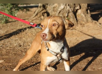 ARIEL-wunderschöne kleine Traumpodenca, sucht ihr liebevolle Zuhause