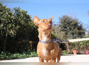 INMA-braucht dringend eine Familie der sie für den Rest ihres Lebens vertrauen kann