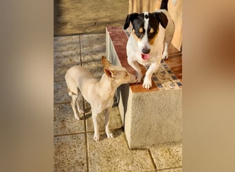 ARENA-sehr liebes, zartes, schüchternes Mädchen wartet auf ihre liebevolle Familie