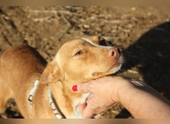 ARIEL-wunderschöne kleine Traumpodenca, sucht ihr liebevolle Zuhause