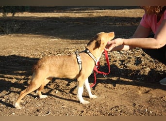 ARIEL-wunderschöne kleine Traumpodenca, sucht ihr liebevolle Zuhause