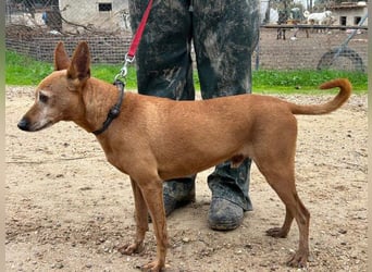 ZUMA-liebevoller Podenco mit großem Herz sucht sein Zuhause für immer