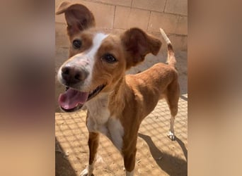 CANELA-jung, dynamisch, verschmust und auf der Suche nach leibevollem Für-immer-Zuhause