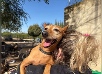 ZUMA-liebevoller Podenco mit großem Herz sucht sein Zuhause für immer