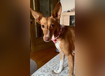 ZOEY-wartet sehnsüchtig auf Pflegestelle in 76756 Bellheim auf ihr Für-immer-Zuhause, gerne mit Lucy